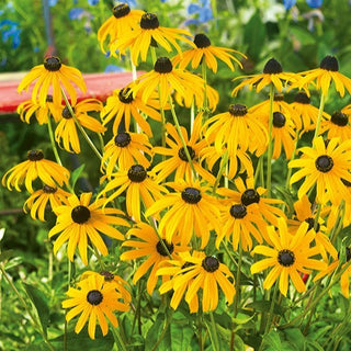 Rudbeckia Lumineuse - Fleurs dorées attractives pour les insectes - Rudbeckia fulgida - Graines Premium