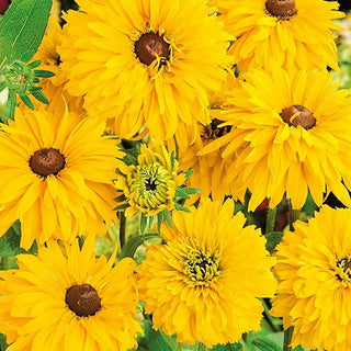 Rudbeckia Double - Golden Daisies - Grandes fleurs doubles tout l’été - Rudbeckia hirta - Graines Premium