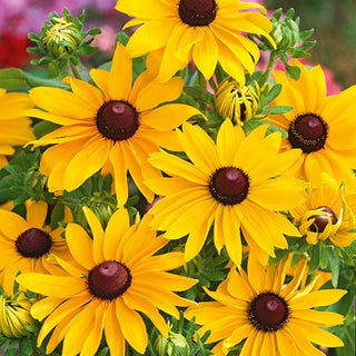 Rudbeckia - My Joy - Floraison spectaculaire longue et abondante - Rudbeckia hirta - Graines Premium