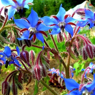 Bourrache   - Facile à cultiver plante compagne - Borago officinalis - Grand sachet - 100 g - Graines Premium