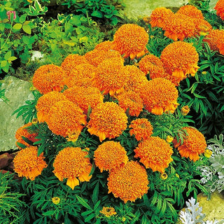 Rose d'Inde Nain - Cupido Orange - Pompons orange duveteux - Tagetes erecta