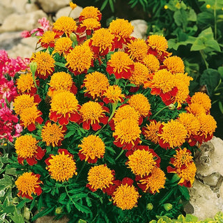 Œillet d'Inde - Tiger Eyes - Coloration originale, effet œil de tigre - Tagetes patula