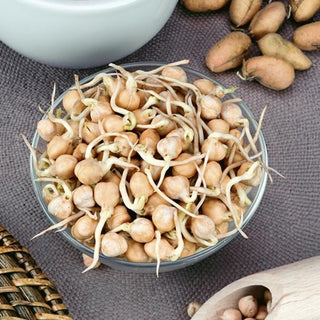 Graines à germer - Pois Chiche - Valeur nutritionnelle élevée, saveur de noisette - Cicer - Graines Premium