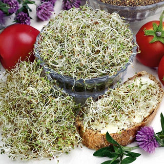 Graines à germer - Trèfle - Germination rapide, soutient le système immunitaire - Trifolium - Graines Premium