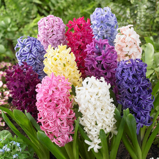 Jacinthe - Mélange de couleurs - Hyacinthus - Parfum intense, sucré - 3 bulbes