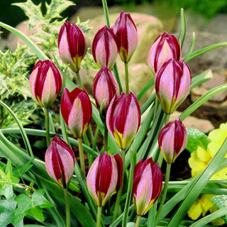 Tulipe - Red Beauty - Tulipa - Apporte de la vitalité après l’hiver - 5 bulbes