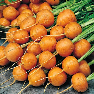 Carotte - Parijse Markt 4 - Excellente pour les récoltes précoces
