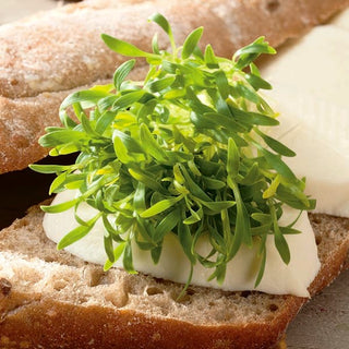 Graines à germer - Coriandre - Arôme frais et herbacé, culture facile - Coriandrum sativum - Grand sachet - 100 g - Graines Premium