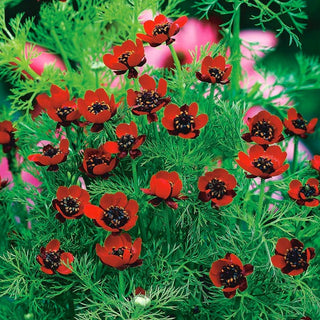 Pheasant's Eye - Fiery Colours, Perfect for Borders and Rock Gardens - Adonis aestivalis - Premium Seeds