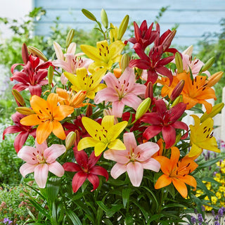 Lys - Mélange de variétés et de couleurs - Lilium - Mélange coloré pour massifs d’été