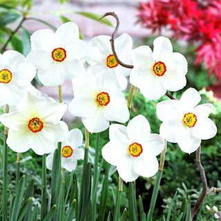 Narcisse - Actaea - Narcissus - Fraîcheur printanière blanc et jaune - 5 bulbes