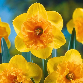 Narcisse - Mirar - Narcissus - Accent printanier jaune orangé - 5 bulbes