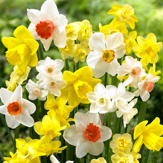 Narcisse - Narcissus - Touffes pittoresques pour massifs de jardin - 5 bulbes