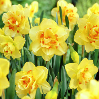 Narcisse - Tahiti - Narcissus - Explosion printanière ensoleillée - 5 bulbes