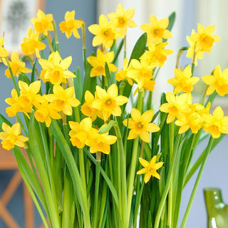 Narcisse - Tête-à-tête - Narcissus - Floraison précoce, énergie du printemps - 5 bulbes