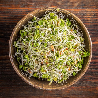 Graines à germer - Fenouil - Arôme anisé, germination rapide - Foeniculum vulgare - Graines Premium