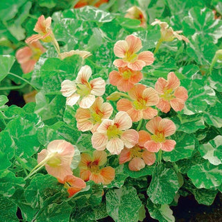 Capucine Naine - Alaska Salmon Orange - Croissance compacte, fleurs saumon - Tropaeolum majus var. nanum