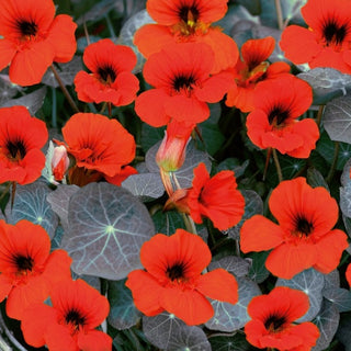 Capucine Naine - Empress of India - Floraison abondante et prolongée - Tropaeolum majus var. nanum