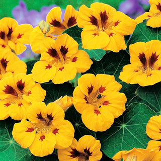 Capucine Naine - Lady Bird - Port compact et bas - Tropaeolum majus var. nanum