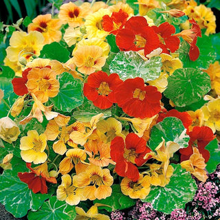 Capucine Naine - Alaska - Culture facile en plein soleil - Tropaeolum majus var. nanum