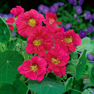 Capucine Grande - Cherry Rose - Décorative et comestible, fleurs cerise - Tropaeolum majus