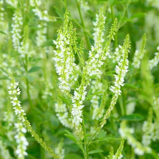Mélilot blanc - Ornementale blanche, soutien pour les abeilles - Melilotus alba - 100 g - Graines Premium