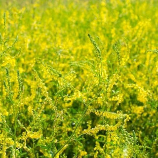 Mélilot jaune - Choix écologique pour la prairie - Melilotus officinalis - Sachet géant - 1 kg - Graines Premium