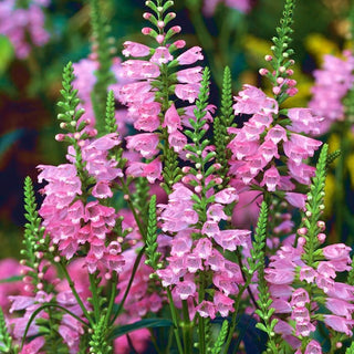 Physostégie de Virginie - Mélange - Mélange de couleurs pastel - Physostegia virginiana - Graines Premium