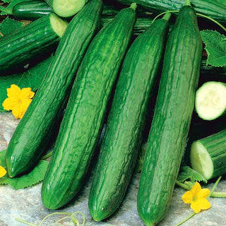 Concombre Caruso F1 - Géant des serres, variété extrêmement productive