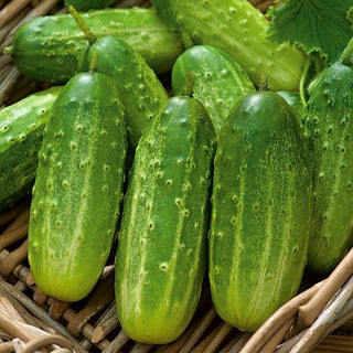 Cornichon Polan F1 - Ruban à semer - Abondant et idéal pour la conservation