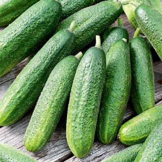 Cornichon Partner F1 - Ruban à semer - Culture facile, parthénocarpique