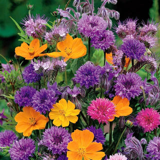 Mélange de fleurs parfumées - Des parfums merveilleux qui embaumeront votre jardin - Grand sachet - 100 g