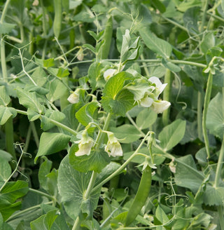 Pois fourrager - Soutien naturel des cultures - 1 kg