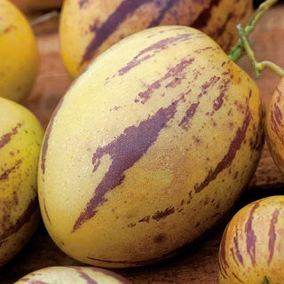 Melon Poire Pépino - Décoratif avec des fruits comestibles et juteux - Solanum muricatum