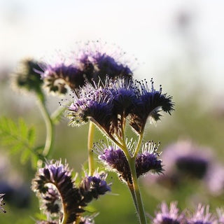 Phacélie - Adaptée à la culture dérobée - Phacelia tanacetifolia - 500 g - Graines Premium