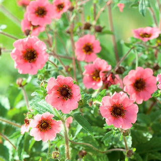 Potentille du Népal - Vivace, ornementale, fleurs jaunes - Potentilla nepalensis