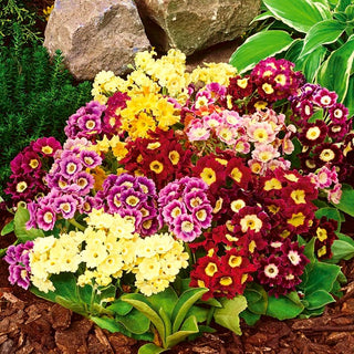 Auricule - Vivace, délicat mais résistant au gel - Primula auricula
