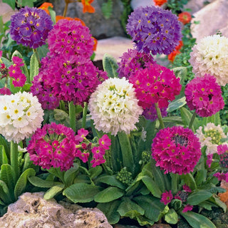 Primevère denticulée - Plante vivace attrayante pour massifs et rocailles - Primula denticulata