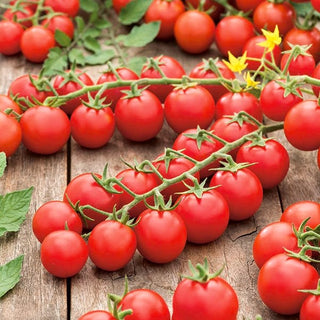 Tomate Cherrola F1 - Exceptionnellement sucrée, résistante et très productive