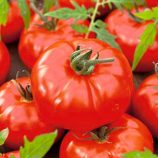 Tomate - Gigant - Récoltes abondantes de tomates géantes et délicieuses - Grand sachet - 10 g