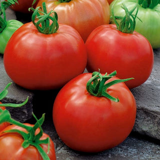 BIO Tomate - ACE 55 VF - Saine, biologique, parfaite pour les conserves