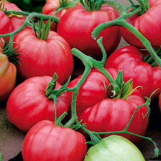 Tomate Cuor di bue - Charnu, presque sans graines, pour tuteur
