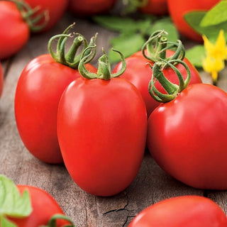 Tomate - Kmicic - Grands fruits ronds, saveur douce