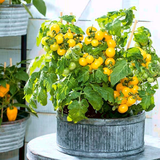 Tomate Aztek - Faible hauteur, port compact, parfait pour la culture en pot