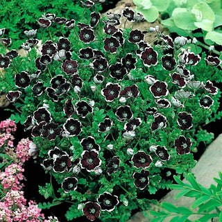 Némophile Penny Black - Atout estival exceptionnel - Nemophila discoidalis - Graines Premium