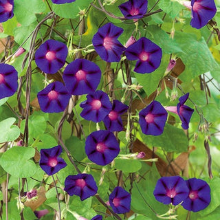Ipomée Pourpre - Grandpa Ott's - Grandes fleurs et magnifiques feuilles en forme de cœur - Ipomoea purpurea