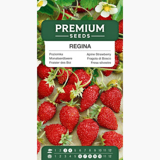 Fraisier des Bois - Regina - Croissance vigoureuse, très productive et aromatique - Fragaria vesca