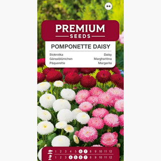 Pâquerette Pomponette Mélange - Fleurs pleines de charme pour les massifs - Bellis perennis