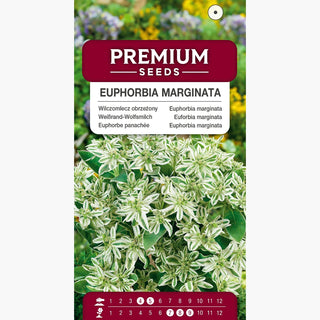 Euphorbe panachée - Plante annuelle exceptionnellement ornementale - Euphorbia marginata