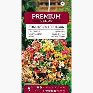 Muflier Retombant - Cascade de fleurs, explosion estivale de couleurs - Antirrhinum majus pendula